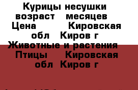 Курицы-несушки, возраст 7 месяцев. › Цена ­ 250 - Кировская обл., Киров г. Животные и растения » Птицы   . Кировская обл.,Киров г.